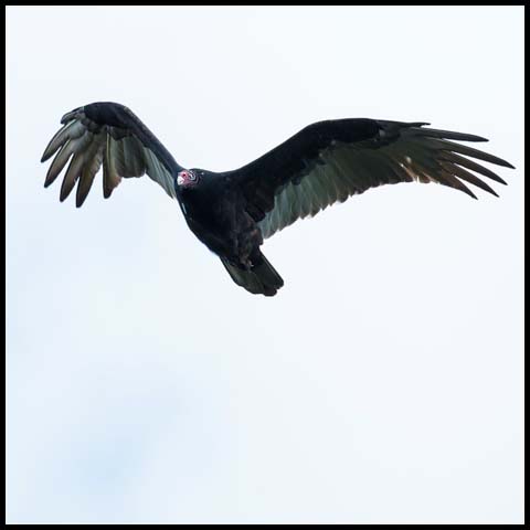 Turkey Vulture
