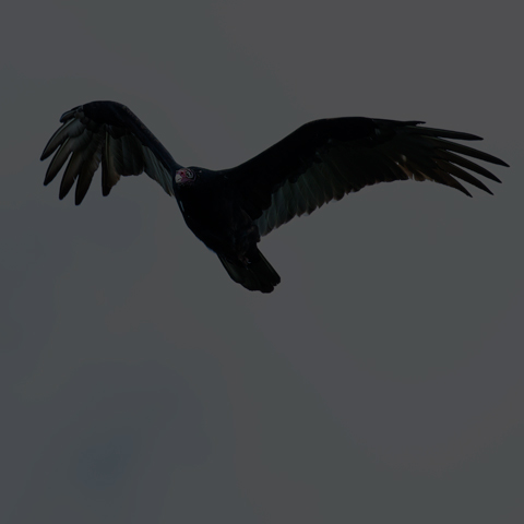 Turkey Vulture