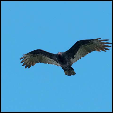 Turkey Vulture