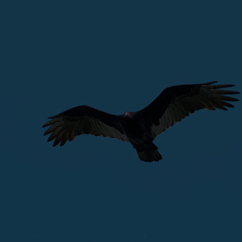 Turkey Vulture