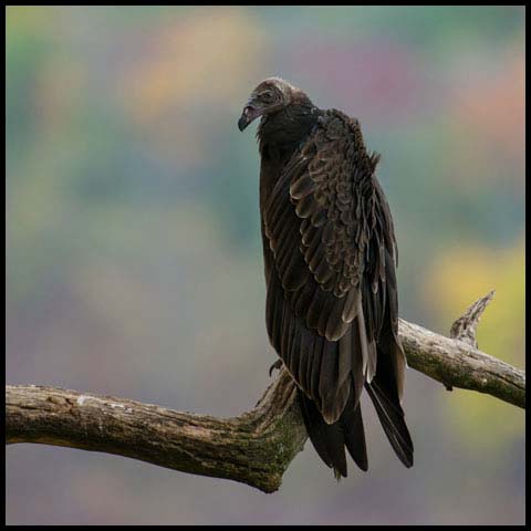 Turkey Vulture