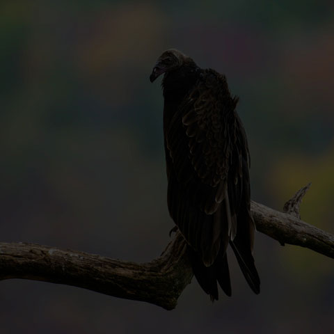 Turkey Vulture