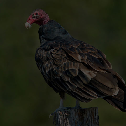 Turkey Vulture