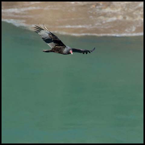 Turkey Vulture