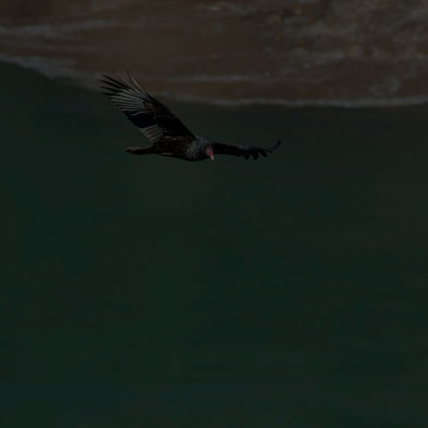 Turkey Vulture