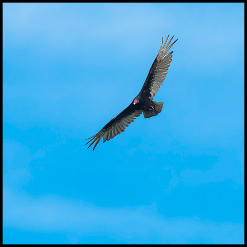 Turkey Vulture