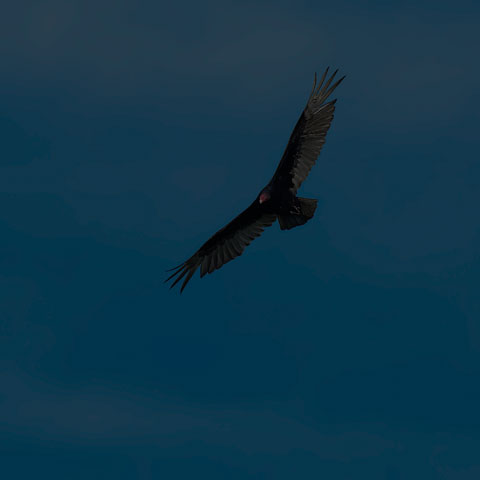 Turkey Vulture