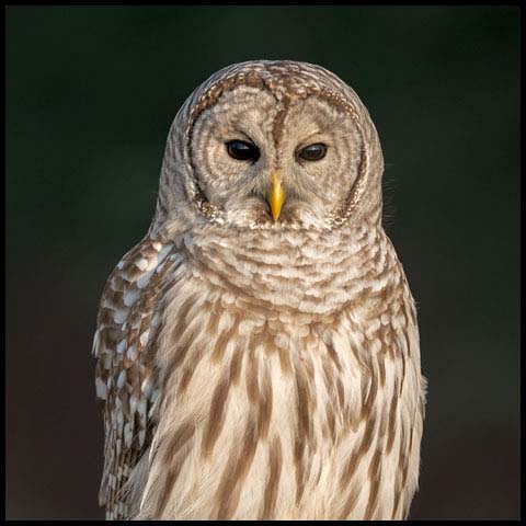 Barred Owl