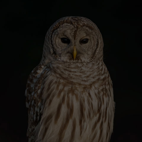 Barred Owl