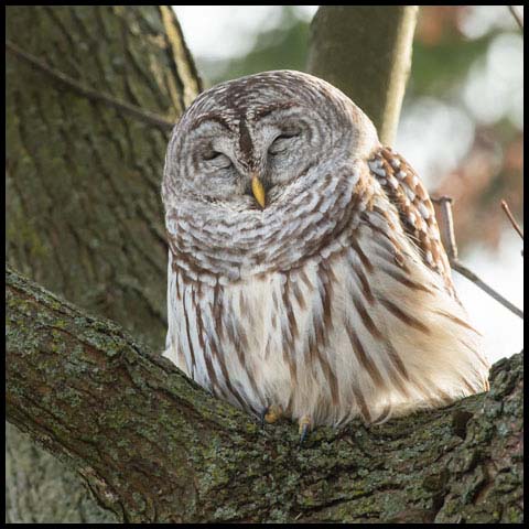 Barred Owl