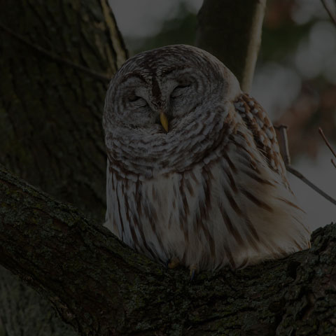 Barred Owl