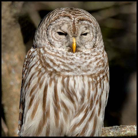 Barred Owl
