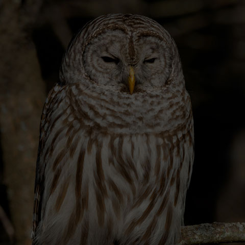 Barred Owl