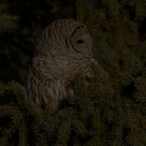 Barred Owl