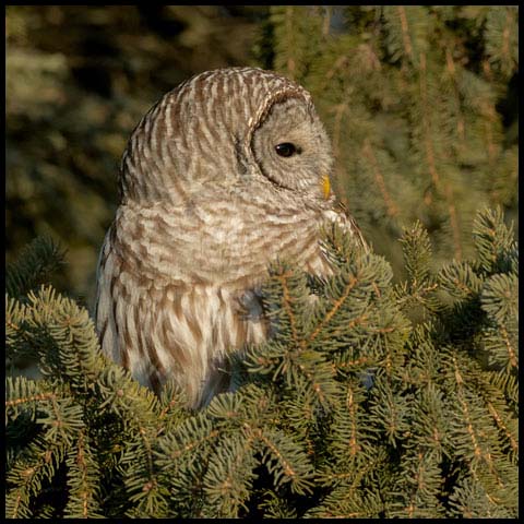 Barred Owl