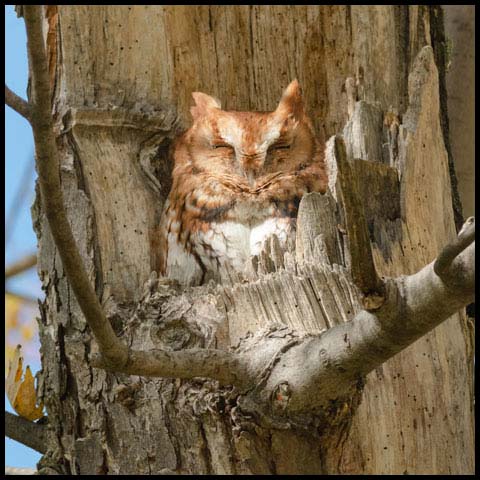 Eastern Screech Owl