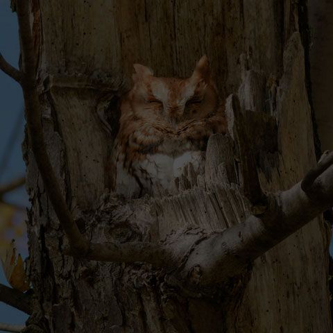 Eastern Screech Owl