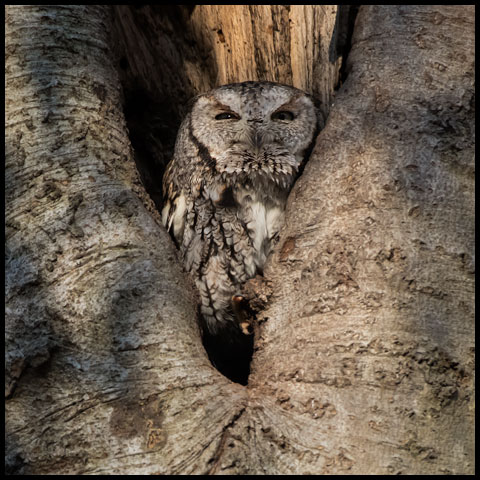 Eastern Screech Owl