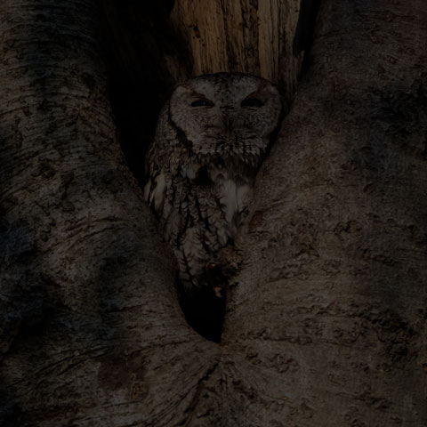 Eastern Screech Owl