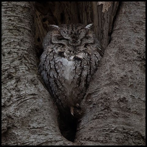 Eastern Screech Owl