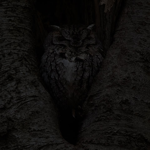 Eastern Screech Owl