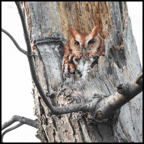 Eastern Screech Owl