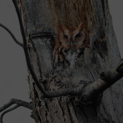 Eastern Screech Owl