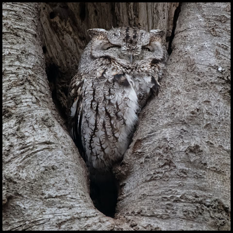 Eastern Screech Owl