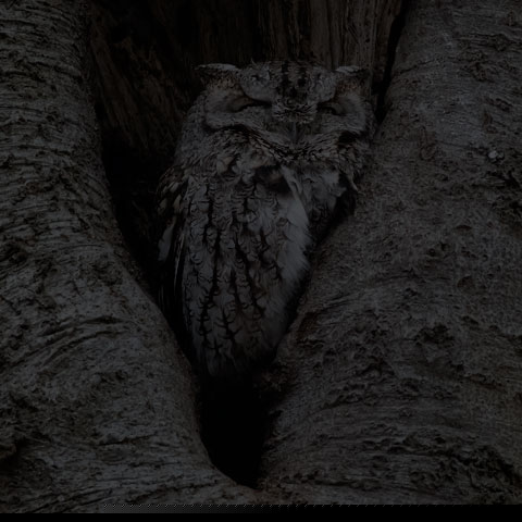 Eastern Screech Owl