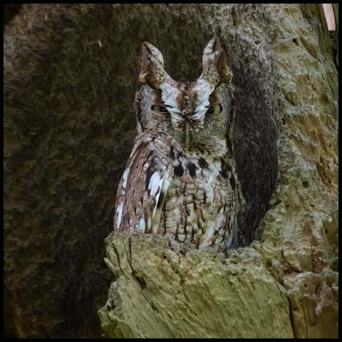 Eastern Screech Owl