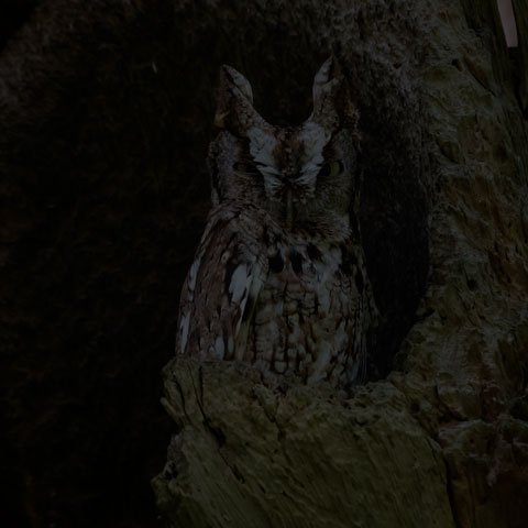 Eastern Screech Owl
