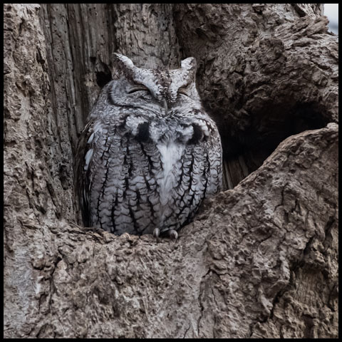 Eastern Screech Owl