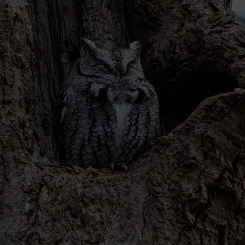 Eastern Screech Owl