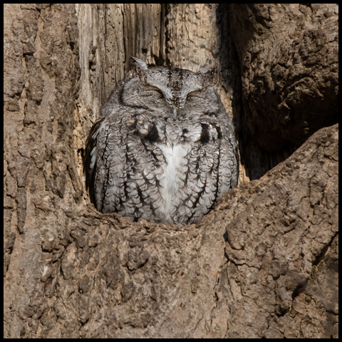 Eastern Screech Owl