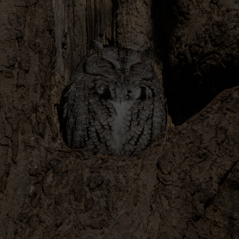 Eastern Screech Owl