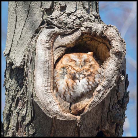 Eastern Screech Owl