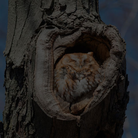 Eastern Screech Owl