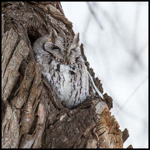 Eastern Screech Owl