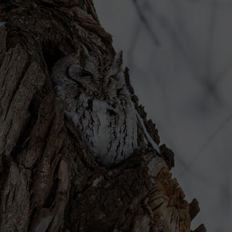 Eastern Screech Owl