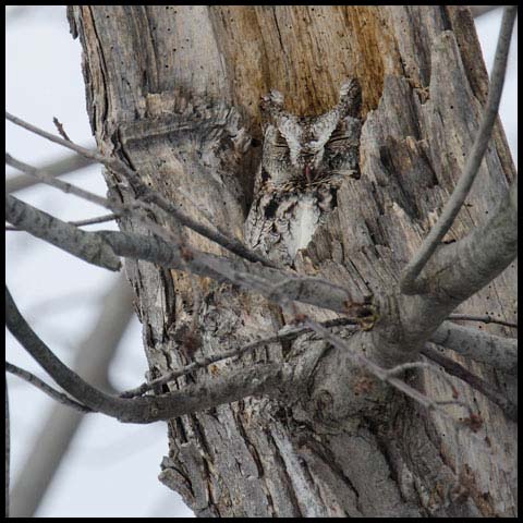 Eastern Screech Owl
