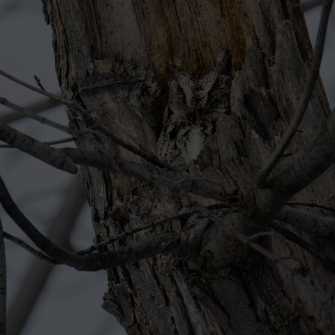 Eastern Screech Owl