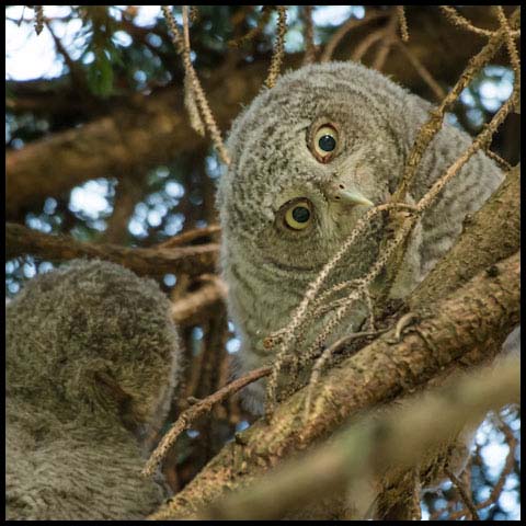 Eastern Screech Owl