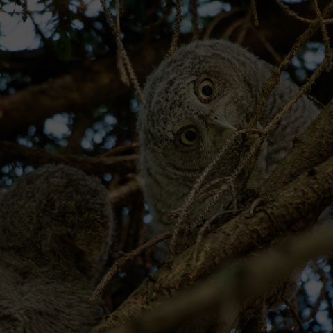 Eastern Screech Owl