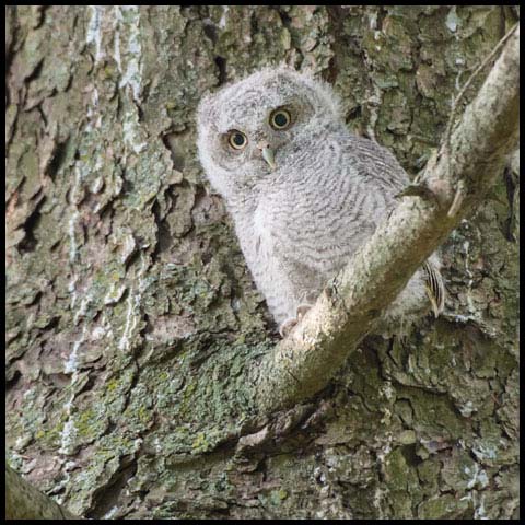 Eastern Screech Owl