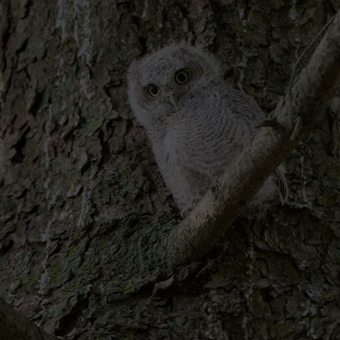 Eastern Screech Owl