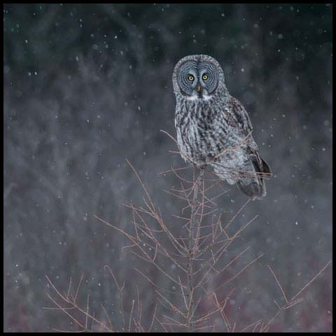 Great Grey Owl