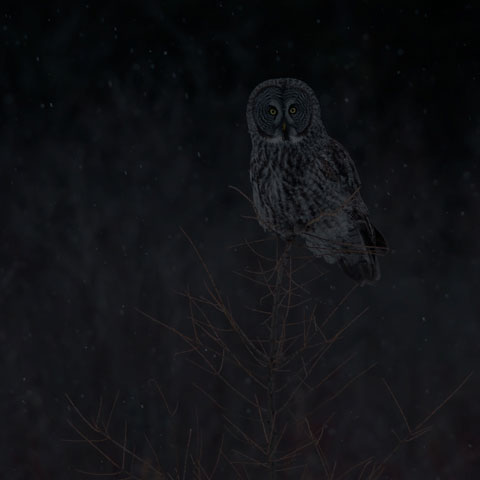 Great Grey Owl