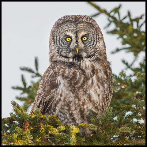 Great Grey Owl