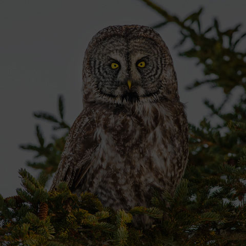 Great Grey Owl