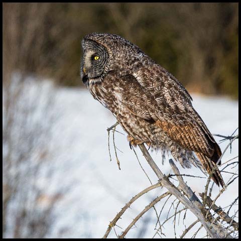 Great Grey Owl